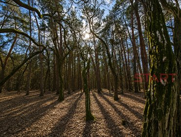 Działka 6500 m² z drzewami i planem zagospodarowania działka Książenice