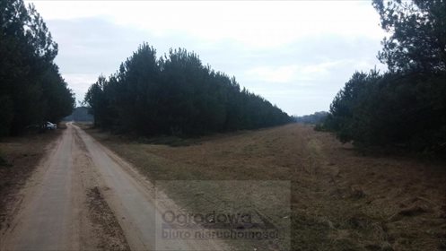 Działka budowlana na sprzedaż Starowola 12 600m2 Foto 3