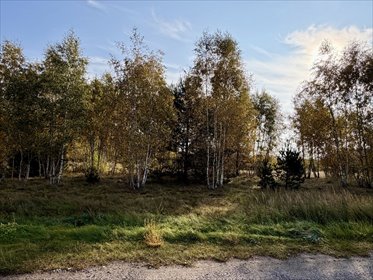 Działka 3980 m² w Miękowie, las, media, oświetlenie - polecam! działka Miękowo