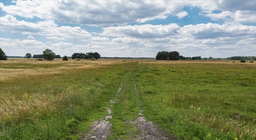Działki rolne 1,39 ha Głojsce - inwestycja i gospodarstwo działka Głojsce