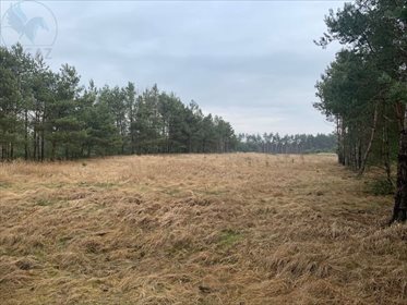 Działka rolna na sprzedaż Lewice 3 500m2 Foto 4