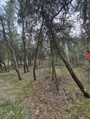 działka na sprzedaż 600m2 działka Kębliny, Akacjowa