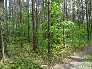 Działka leśna z prawem budowy na sprzedaż Kwiatkowice-Las 2 420m2 Foto 5