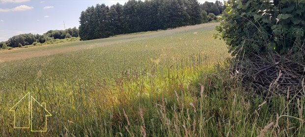 Polecam działkę rolną 5361 m² z dojazdem gminnym i pszenżytem działka Leżajsk (gw)