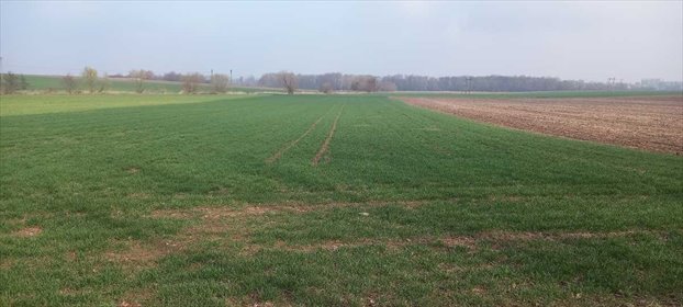 działka na sprzedaż 9895m2 działka Piotrowice