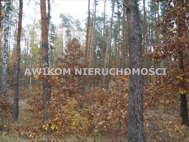 Działka 1500 m² w Ojrzanowie, las, media, 200 zł/m² działka Ojrzanów