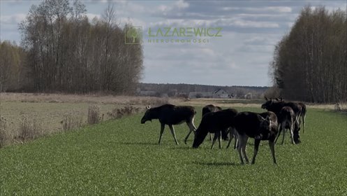 działka na sprzedaż 37000m2 działka Dobrzyniec