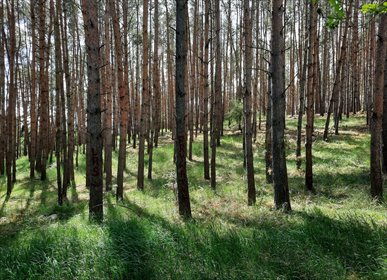 działka na sprzedaż 244700m2 działka Drewno