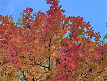 działka na sprzedaż 1000m2 działka Prace Małe