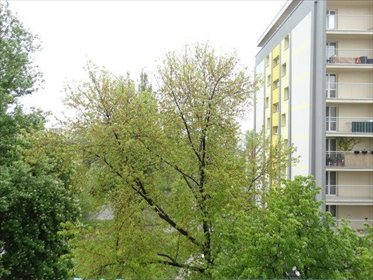 mieszkanie na wynajem 50m2 mieszkanie Sosnowiec, Centrum