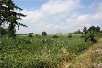 Działka rolna na sprzedaż Świerznica, Stegna 80 300m2 Foto 4