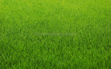 działka na sprzedaż 11000m2 działka Kopytów