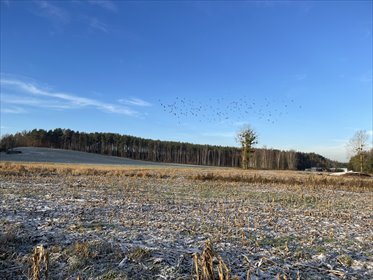 Działka pod zabudowę mieszkaniową i usługową w Bojano działka Bojano