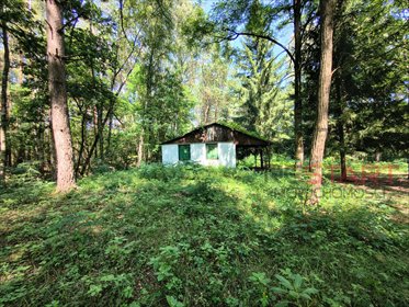 Sprzedam działkę 5211 m² z domem letniskowym w lesie działka Grabce Józefpolskie