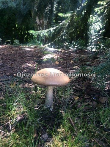Działka 1 ha z lasem i jeziorami w Mroczy - polecam! działka Mrocza, Wiele