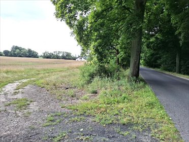 Sprzedam działkę rezydencjalną 3560 m² z lasem w Grzebienisku działka Grzebienisko, Szamotulska