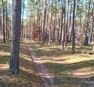 działka na sprzedaż 6170m2 działka Klwów, Nowy Świat, Nowy Świat