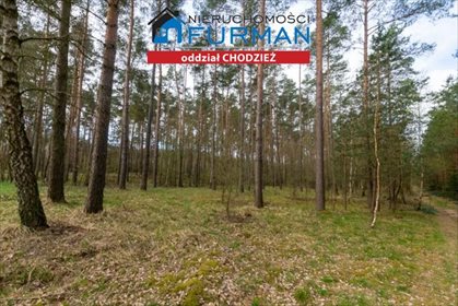 Działka leśna na sprzedaż Tarnowo 19 800m2 Foto 1