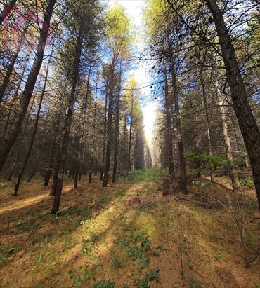 Polecam las 15,43 ha z widokami na Bieszczady i potencjałem inwestycyjnym działka Ruszelczyce