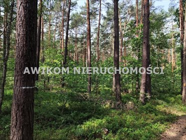 Działka 1,5ha z lasem i możliwością zabudowy, prąd i kanalizacja działka Grabina Radziwiłłowska