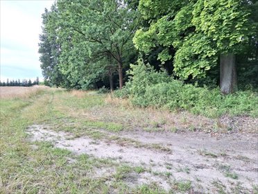Do sprzedania działka rezydencjalna 3588 m² z lasem w Grzebienisku działka Grzebienisko, Szamotulska