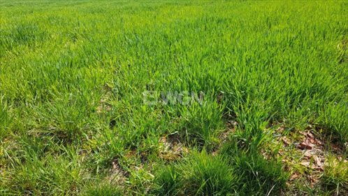 Działka budowlana na sprzedaż Trzebnice, Trzebnice 2 800m2 Foto 2