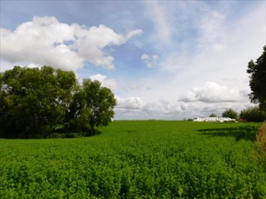 Działka rolna na sprzedaż Szczepanki 91 700m2 Foto 3