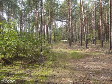 Działka leśna na sprzedaż Grudunki 140 100m2 Foto 4