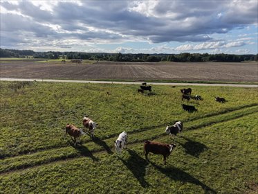 Działka 5000 m² w Boroszewie (budowa domu, lasy, jeziora) działka Tczew, Boroszewo