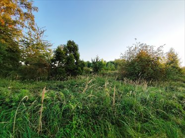 działka na sprzedaż 5757m2 działka Chełm Śląski, gamrot