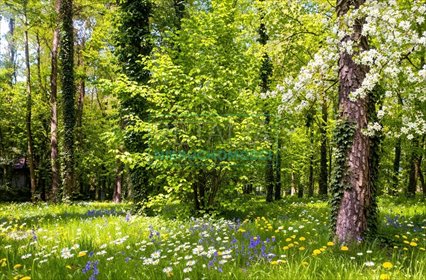 działka na sprzedaż 2100m2 działka Podkowa Leśna