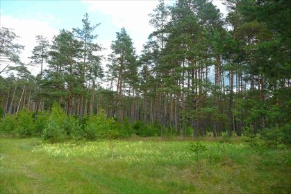 Działka 1400 m² z WZ, blisko lasu i jeziora działka Wiewiórowo