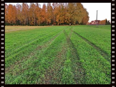 Działka budowlana na sprzedaż Grabie 3 700m2 Foto 4