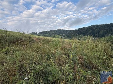 Działka 18 100 m² w Laskowej (z możliwością zalesienia) działka Laskowa
