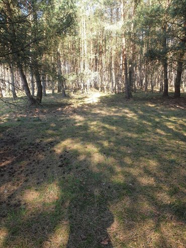 Sprzedam malowniczą działkę 3000 m² pod domek letniskowy działka Jastrzębsko