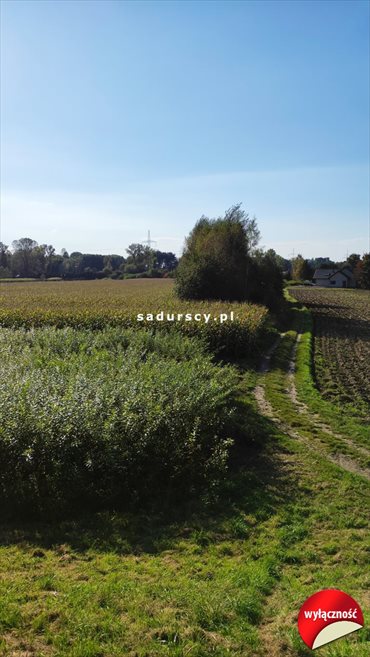 Działka budowlana na sprzedaż Ściejowice 6 000m2 Foto 2