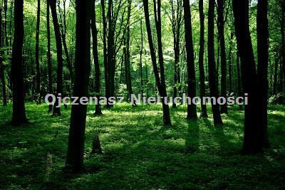 Polecam las z możliwością pozyskania drewna w Starosielu działka Starosiele