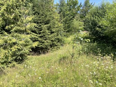 Działka inna na sprzedaż Wisła, Wisła, Cieńków 2 400m2 Foto 5