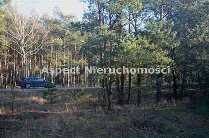 Działka leśna na sprzedaż Suchcice 12 200m2 Foto 4