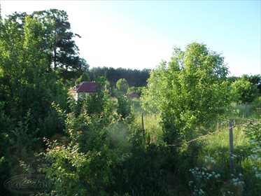 Działka rolna na sprzedaż Stare Kawkowo 3 523m2 Foto 3