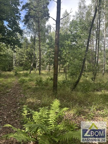 Polecam działkę 17 569 m² z lasem i strugą w Orzechowie-Kolonii działka Orzechów-Kolonia
