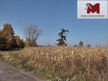Działka budowlana na sprzedaż Dąbrówka Górna, Polna 6 250m2 Foto 1