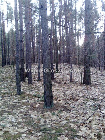 działka na sprzedaż 6400m2 działka Czeczotki