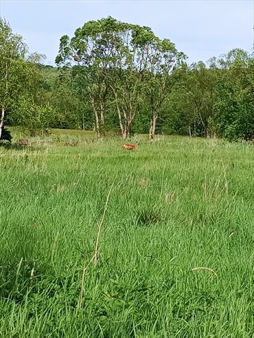 działka na sprzedaż 1909m2 działka Głuszyca