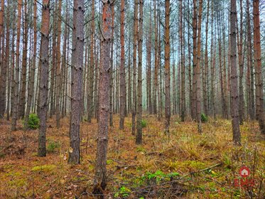 działka na sprzedaż 32000m2 działka Dubicze Cerkiewne