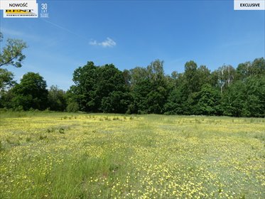 Urokliwa działka 3009 m2 z pozwoleniem na dom "Sosna Górska działka Kościuszki
