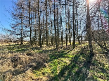 działka na sprzedaż 5436m2 działka Łuków Śląski, Jana