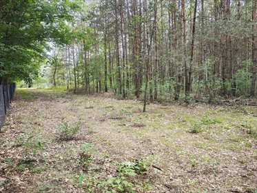 Działka 2442m2 w Sokolnikach-Lesie 150zł/m2 działka Sokolniki-Las, Graniczna
