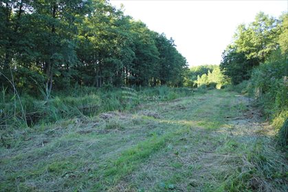 Działka leśna na sprzedaż Daniszewo 7 000m2 Foto 5
