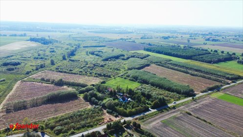 Na sprzedaż duża działka rolna 69 ha z plantacjami w Stankowie działka Stankowo